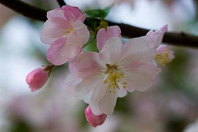 《纸嫁衣6千秋魇》Steam页面上线 发售日待定